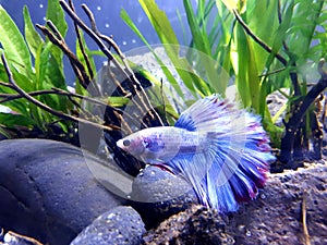 my favorite betta fish