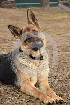 My favorite German shepherd guarding his house.