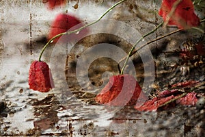 My flower background hargita otto photo