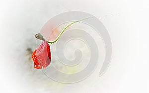 My flower background hargita otto photo