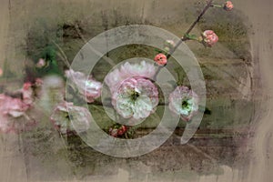 My flower background hargita otto photo