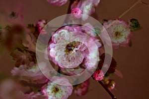 My flower background hargita otto photo
