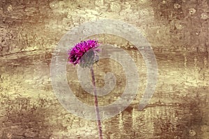 My flower background hargita otto photo