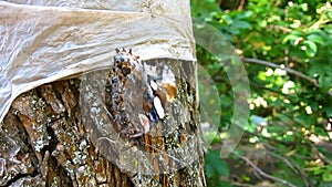 My friend is a beautiful brown and red Butterfly is standing still and posing sitting on the bark of an old tree. close-up