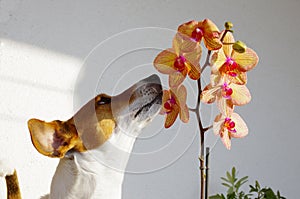 Little Jack Russell Terrier likes the scent of the orchid. photo