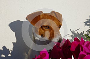 Photographic close-up of my Jack Russell among plants and flowers photo