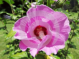 My garden pink hibiscus flower close up