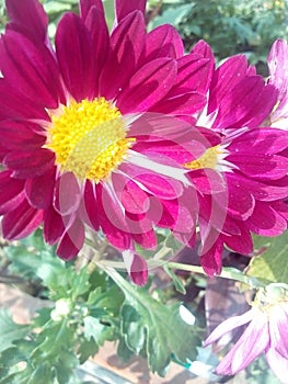 My gerden flower looking so nice