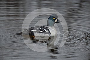 My good Side Barrow`s Goldeneye