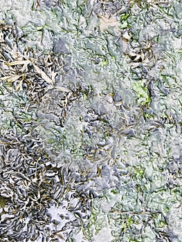 My green seaweed picture