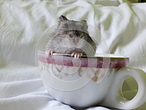 My hamster, Leroy