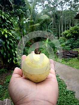 in my hand there is a yellow guava fruite