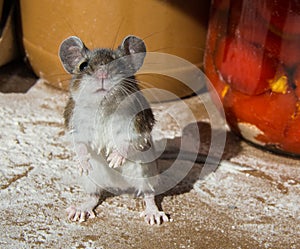 My hands are dirty. A flour encrusted wild house mouse caught among food containers in a kitchen cabinet.