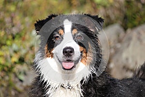 My happy Australian Shepherd