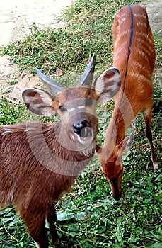 My heart is happy looking at the cute face of a deer eating green grass at the zoo