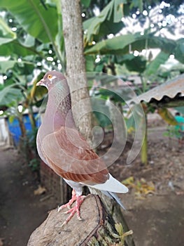 my hobby pigeons love the beauty of the color of the plumage and loyalty