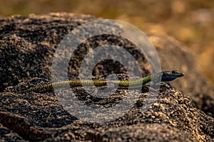 Colorful agama lizzard, Matopos, Zimbabwe