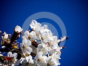 My Japanese cherry tree is now in its full regalia