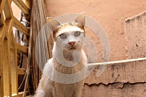 My Kitty Give Me a Pose While Sitting as Lion Posture