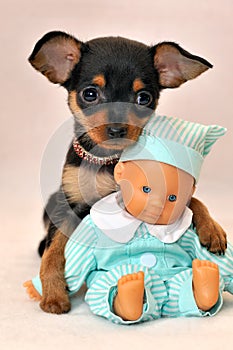 My Little Friend - Russkiy toy dog with baby toy