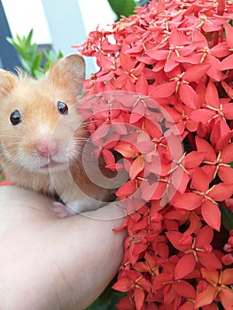 My little Hamster. Flowers. photo