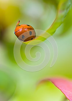 My little ladybug in my garden photo