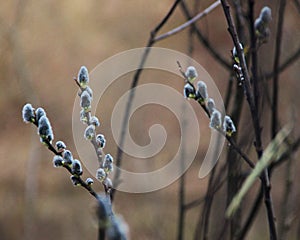 Willow tree branch, spring season