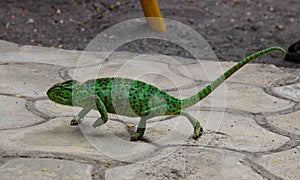 My Love Green Friend Chameleon