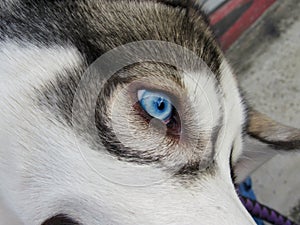 Beautiful eyes the dog photo
