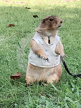 My lovely animal prairie dog