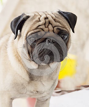 My lovely dog pug name Zumo photo