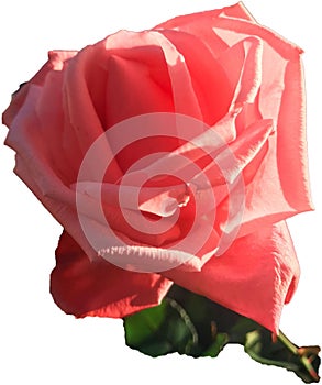 My lovely friendly rose