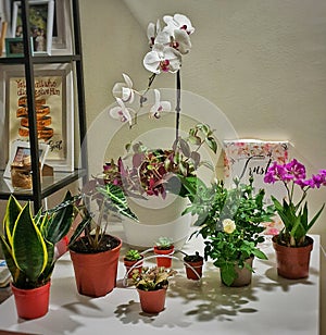 My lovely plants Ã°Å¸âÂÃ°Å¸ÅÂ±Ã¢Å¡Ë #Plantita #Orchid #Snakeplant #amazonia#Rose #succulent photo