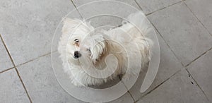 My maltese malte photo