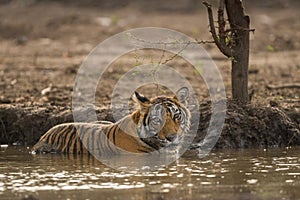 A male tiger cub quenching her thirst in hot summer at Ranthambore National Park