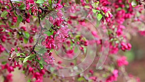 My MovieJapanese quince flowers booming in the morning of springtime