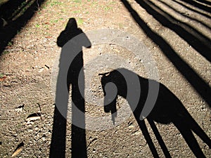 My and my dogÂ´s shadow