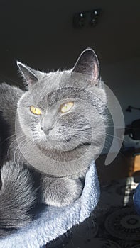 My  nice  britsh cat   photo