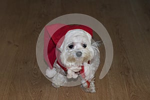 My nice small dog as santa claus