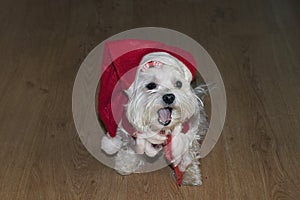 My nice small dog as santa claus