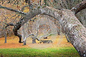 my old spot for picnic in last autumn