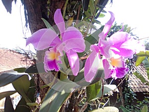 my orchid flower grows on the tree