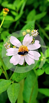 My paper flower is approached by a small ladybug