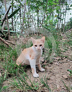 This is my pet cat, he is very cute, I named him fico. Cute pet.