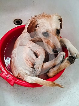 My pet& x27;s first bath.  Labrador retriever bathing in a small bowl