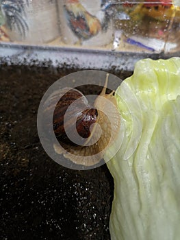 My Pet Snail Luigi photo