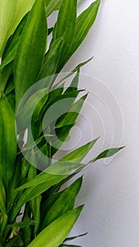 Green life live nice