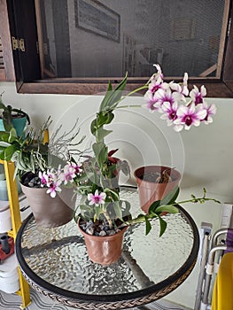 My pink orchid that just bloomed. Great for decorating environments such as the balconies of houses.