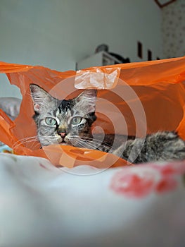 this is my plastic bag