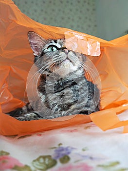 this is my plastic bag